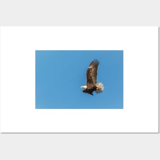 Bald Eagle in Flight with Blue Sky Posters and Art